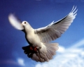 Tại sao chọn hình chim bồ câu làm biểu tượng Chúa Thánh Thần?
