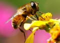 Hai mươi tác dụng của mật ong