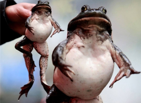 Kỳ lạ ếch có 5 chân