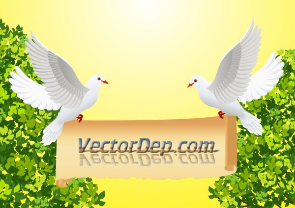 Bồ câu loài chim tượng trưng cho hoà bình