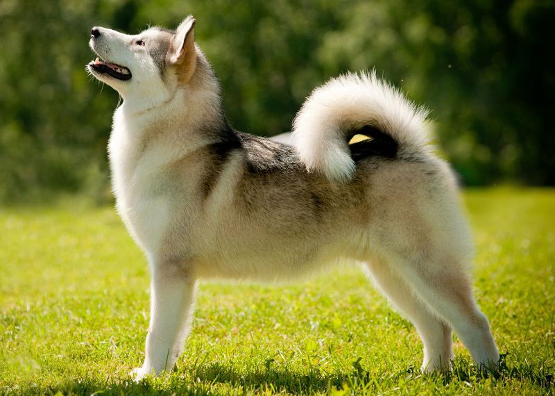 Bạn có biết gì về chuyện về chó Alaska màu trắng? Vậy hãy đến và xem hình ảnh liên quan để tìm hiểu thêm về những điều thú vị về giống chó Alaska này nhé!