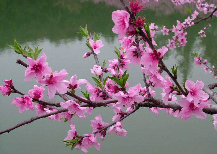 Xuân Ất Tỵ, kể chuyện rắn và Chùm thơ chúc Tết Ất Tỵ