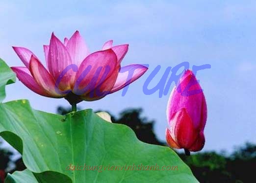 Đặc trưng của văn hóa trong xã hội loài người