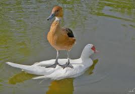 Tương thân tương ái, hj hj