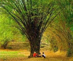 Tâm sự đời “Tre”