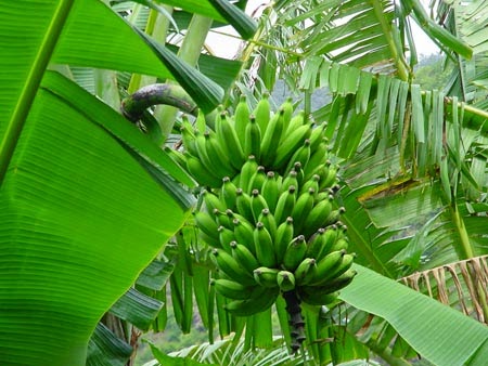 Chữa loét dạ dày... nhờ chuối